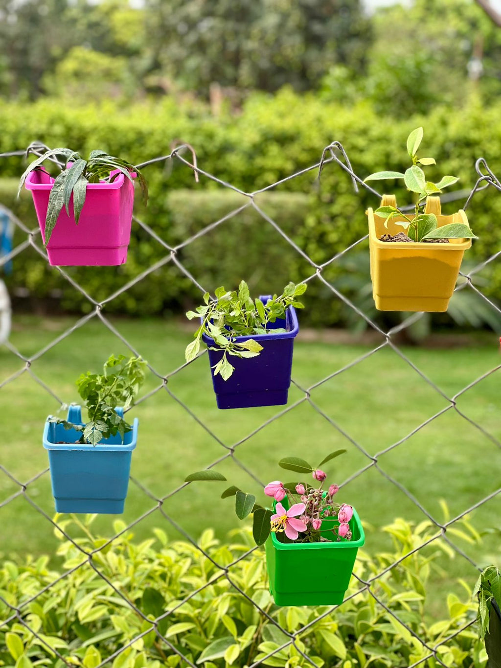 4-Inch Colorful Wall-Mounted Planters for Small Flowers and Shrubs, Garden Planter Pots with Hooks