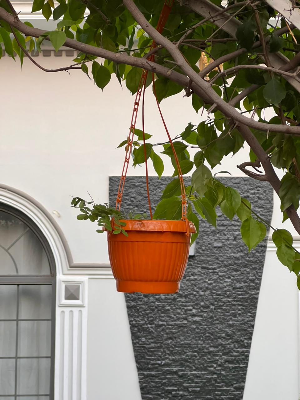 6 Inch Plastic Hanging Plant Pot | Flower Planter Basket for Balcony, Garden & Indoor
