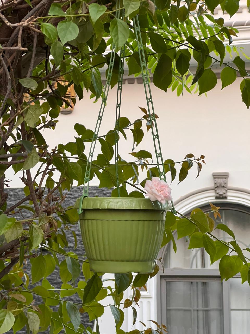 6 Inch Plastic Hanging Plant Pot | Flower Planter Basket for Balcony, Garden & Indoor