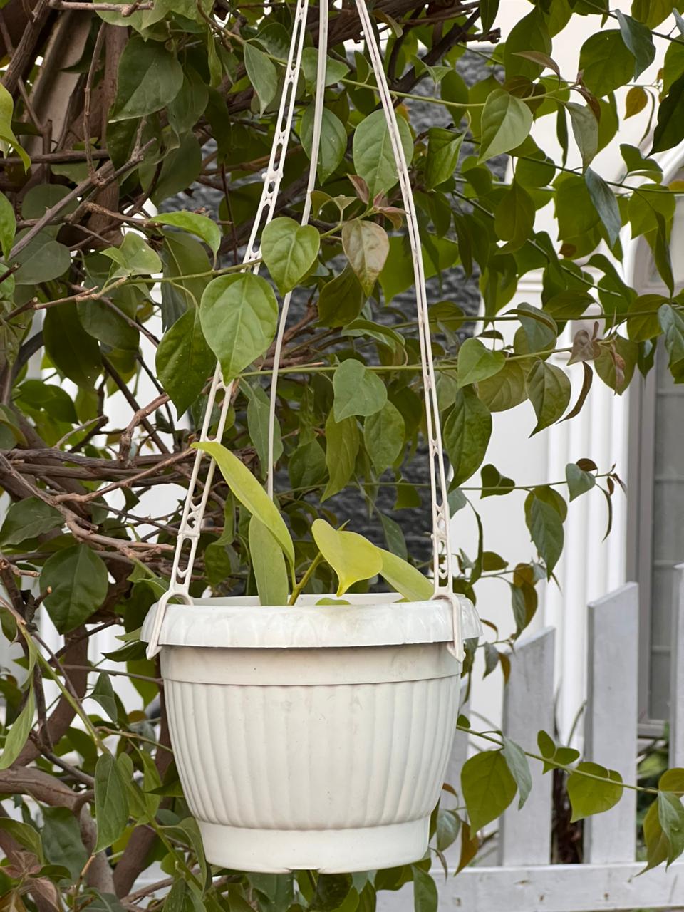 6 Inch Plastic Hanging Plant Pot | Flower Planter Basket for Balcony, Garden & Indoor
